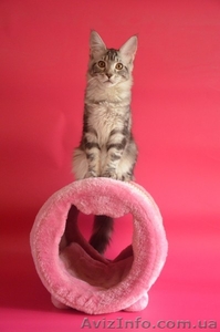 Крупные  котята мейн кун #1029479