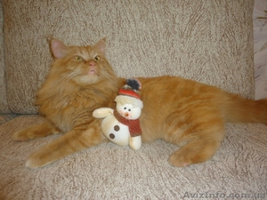 Милая рыжая кошечка ищет любящих хозяев #1019389