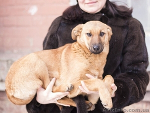 Щенок-девочка ищет хозяев!  #1029791