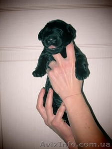 Русский чёрный терьер - щенки #1027934