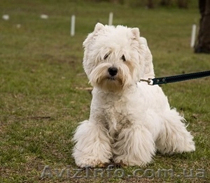 Продам самые обаятельные вестики-девочки, весь соцпакет. #1025546