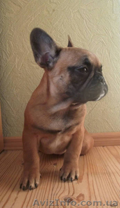 Щенок Французского Бульдога #1028161