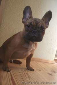 Французского Бульдога #1028162