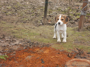 Продам щенка БИГЛЯ #1017751