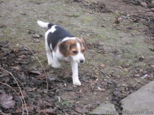  продается Биглюшка  #1022938