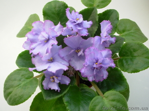 Сортовые фиалки,  листовые черенки,  стартёры. #1027413