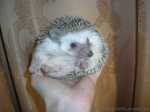 Продам карликовых ежей #1015520