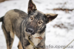 Метис овчарки отдам в хорошие руки!!  #1029706