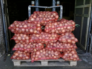 продажа лука репчатого #1017767