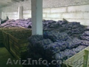 Предлагаем фуражный картофель разных сортов #1022376