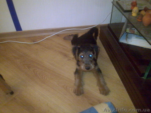 Продам щенка вельтерьера с документами #1024288