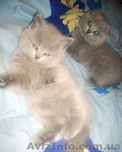 Шотландские вислоухие котята #1017779