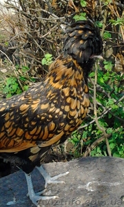 Инкубационное яйцо кур породы Падуан золотой чёрно окаймлённый.  #1023174