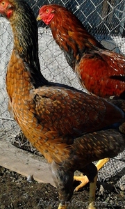 Инкубационное яйцо кур породы Малайская бойцовая #1023349