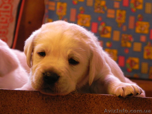 Щенки лабрадора ретривера. Питомник. #1023087