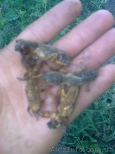 Медведка сушеная для лечения туберкулёза #1015139