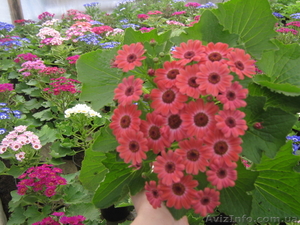 Цинерария К 14 февраля и 8 марта #1024351