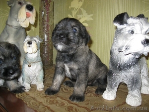  Щенки миттельшнауцера от титулованных родителей #1019421