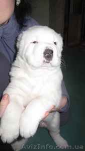 щенок среднеазиатской овчарки #1020740