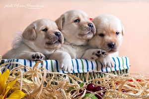 Палевые щенки лабрадоров #1023005
