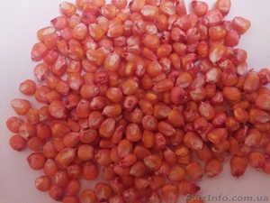 продам семена кукурузы 