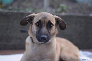 Отдам в хорошие руки щенка небольшого размера.  #1029697