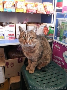 Замечательная молодая кошечка ищет семью!  #1029068