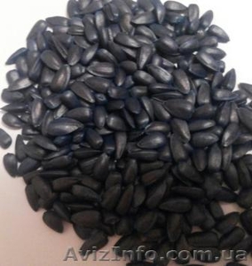продам семена гибридов подсолнечника #1027015