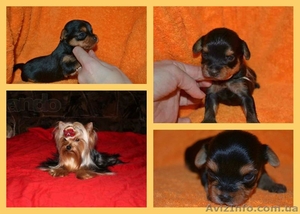 Щенки йоркширского терьера. Лучший подарок на 8-е марта! #1015056