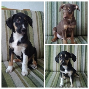 Мальчик и две девочки ждут Вас!!!  #1029638