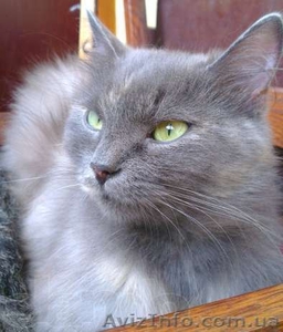 Отдам даром кошечку метис русской голубой! #822857