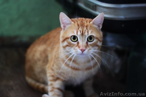 Молодой рыжий котик ищет семью!!!  #1022934