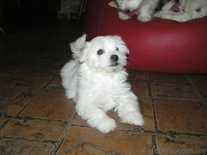 щенки мальтийской болонки #1021175