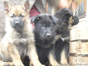  немецкая овчарка рабочего разведения #1021179