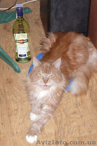 Мейн-кун девочка #741901