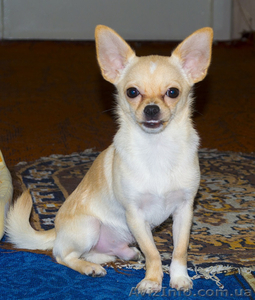 продаю собаку чихуахуа кобель #1020014