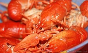 Доставка живых раков в Киеве по 110,  160 и 190 грн. #1015340