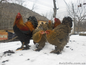  яйца инкубационные #899675