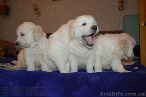 Продам Щенков золотистого  ретривера #1019259