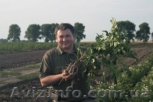 картофель семенной от научного объединения #1019829