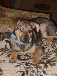 Отдам щенка хорошим людям #1024725