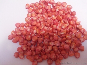 продам семена кукурузы,  Очень урожайный гибрид 