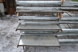 Клетки перепелиные. #1030647