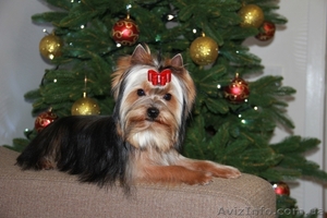 Щенки-мальчики йоркширского терьера #1019287