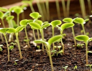 продам листья салата,  рассаду салата #1034038