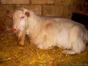 козленок заанененской породы #1045753