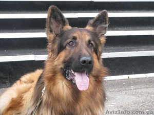 Немецкая Овчарка Длинношерстная. Кобель для вязки. #1033835