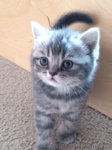 Шотландские котята фолд и страйт #1044333