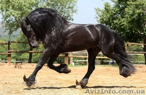 Лошади фризской породы,  шайры,  тинкеры. #1043688