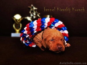 Красивые щенки выжлы – венгерской легавой #1035974